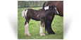 ~Northern Lights Regan O'Carriage Creek~ '18 Black Pearl Tobiano filly out of Ruby - Ohio